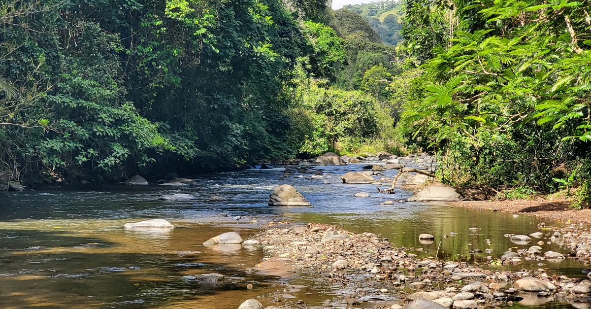 A tranquil river flowing through a lush greenery forest on a sunny day.